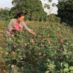 Bí quyết giúp hoa tươi khi kinh doanh hoa tươi