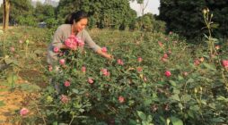 Bí quyết giúp hoa tươi khi kinh doanh hoa tươi