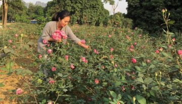 Bi-quyet-giup-hoa-tuoi-lau-khi-kinh-doanh-hoa-tuoi-6