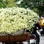 Các nguồn hàng hoa tươi tại chợ đầu mối
