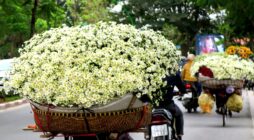 Các nguồn hàng hoa tươi tại chợ đầu mối