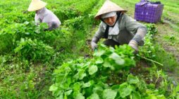 Nên kinh doanh mặt hàng gì ở quê