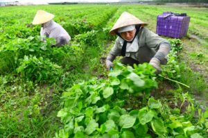 Nên kinh doanh mặt hàng gì ở quê