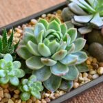 Các ý tưởng kinh doanh cây cảnh mini hiệu quả nhất
