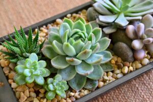 Các ý tưởng kinh doanh cây cảnh mini hiệu quả nhất